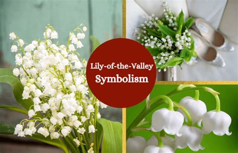 Lily-of-the-Valley: Meaning and Symbolism - Symbol Sage