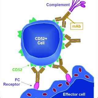 CD52 Expression On Immune Cells A CD52 Expression On T Cells CD3