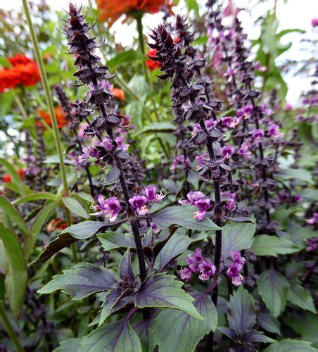 Wild Magic Basil Ocimum Herbalea Wild Magic Plant Lust