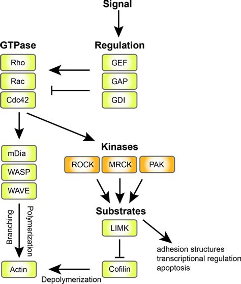 Schematic Of RHO GTPase Signaling To The Actin Cytoskeleton