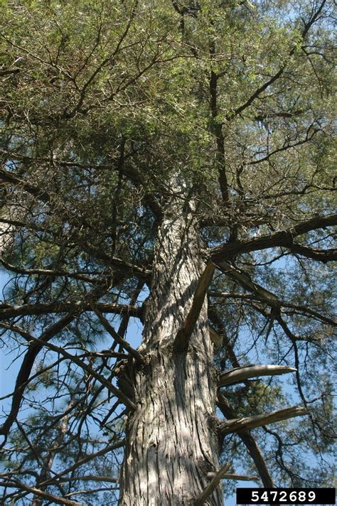 Meet The Atlantic White Cedar Chamaecyparis Thyoides White Cedar