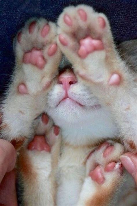 30 Best Cats Paws Images On Pinterest Best Friends Cats And Baby