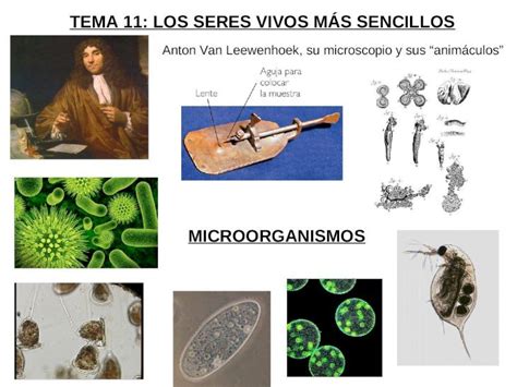 Ppt Eso T Los Seres Vivos Mas Sencillos Dokumen Tips