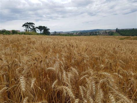 Rea Plantada Trigo Pode Ser A Segunda Maior Da Hist Ria Diz Safras