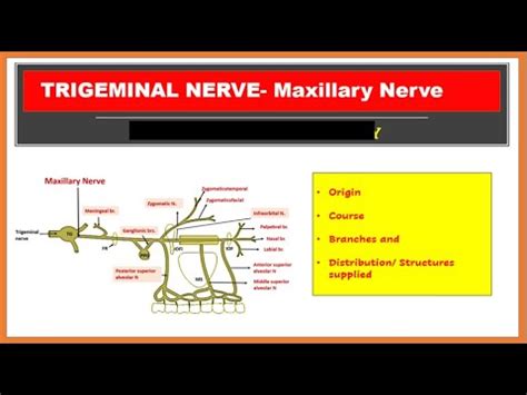 Maxillary Nerve , Origin, Course and Branches , Anatomy QA