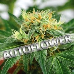 Autoflowering Cannabis Seeds | Cannabis Seeds Canada