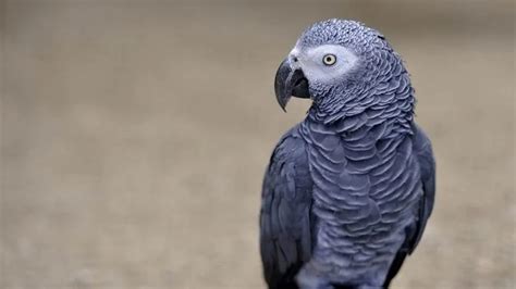 15 Types of Talking Parrots That You Must Know - 10Largest