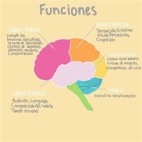 Pin En Neuro Facts