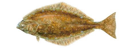 Atlantic halibut - Alchetron, The Free Social Encyclopedia