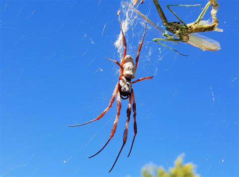 Australian Golden Orb Weaver Ausemade