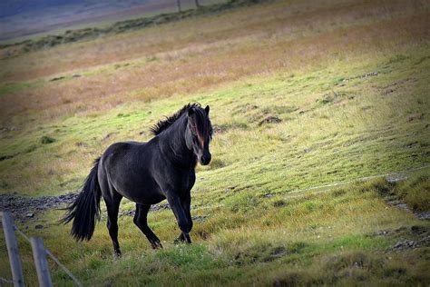 Black Icelandic Horse Photograph by Jennifer Kelly - Fine Art America