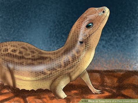 How to Take Care of a Five Lined Skink (with Pictures) - wikiHow