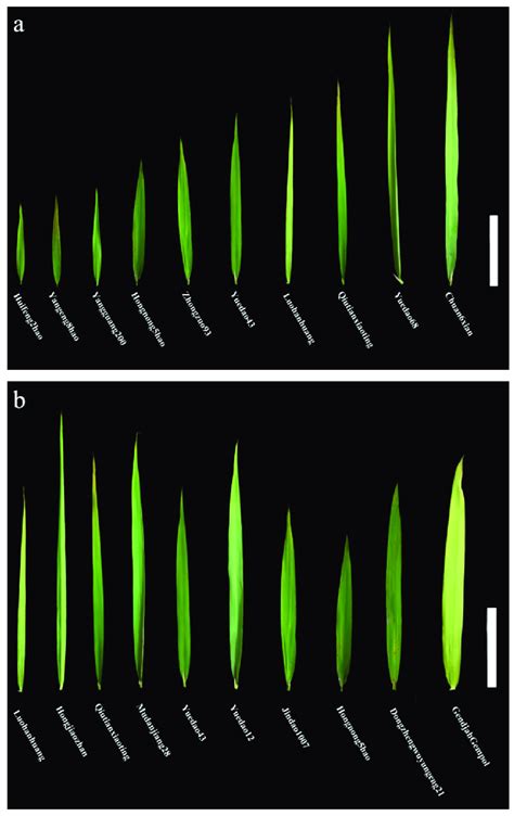 Phenotypes Of Flag Leaf Shapes In 10 Rice Accessions A Flag Leaf