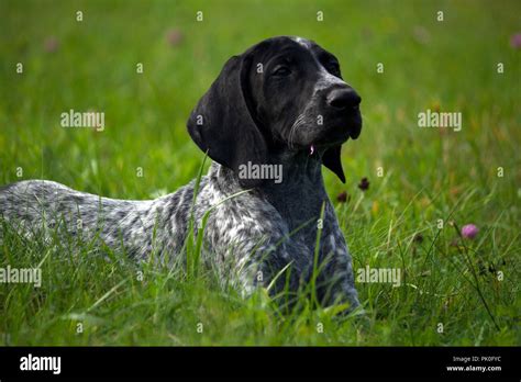 Solid Black German Shorthaired Pointer