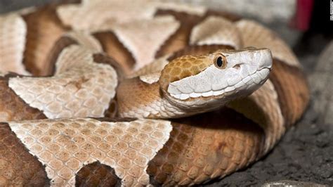 What To Do For Copperhead Snake Bite - Snake Poin