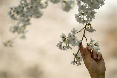 El Hanami es una tradición japonesa de admirar los cerezos en flor