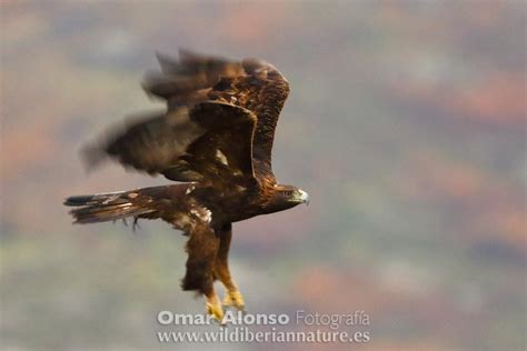 Hide De Guila Real Wild Iberian Nature