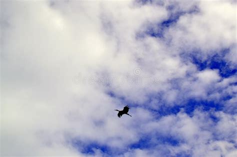 Flying stork in the sky stock image. Image of looking - 154362583