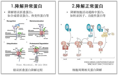 蛋白组学翻译后修饰的新宠——泛素化 哔哩哔哩