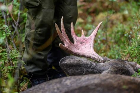 St Ndpunkter Om Lgf Rvaltning Klubbade Av J Garef Rbundet Svensk Jakt