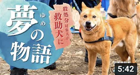 読む「動画活用」｜よむどー｜保護犬から災害救助犬に 話題の動画の舞台裏 〜殺処分ゼロの世界へ 込められた想い〜