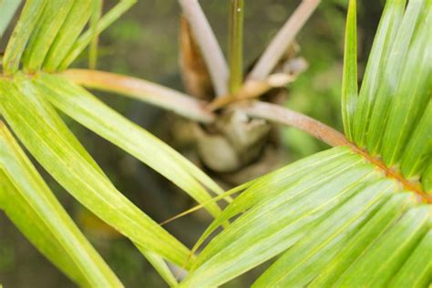 Care for Potted Palm Trees | Hunker