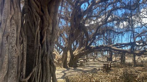 Hawaii Wildfires Beloved Banyan Tree Still Standing In Maui Emerges As