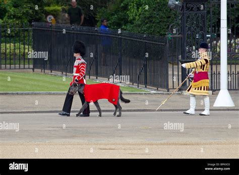 Irish Guards' mascot Irish Wolfhound "Conmeal" and his handler ...