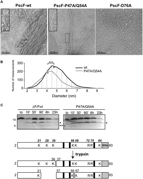 Frontiers Structural And Functional Characterization Of The Type