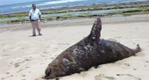 Hallan M S De Lobos Marinos Muertos En El Litoral De Tumbes Peru