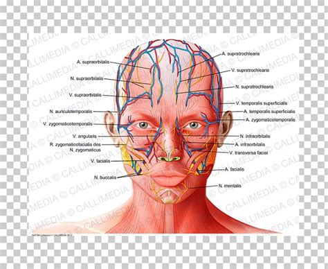 Forehead Anatomy Supratrochlear Artery Supraorbital Artery Physiology