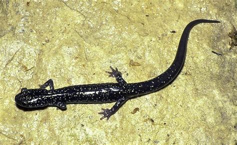 ADW: Plethodontidae: INFORMATION