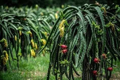 Dragon Fruit Flower Size