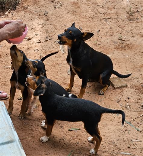 Cadela é abandonada três filhotes na zona rural e família procura