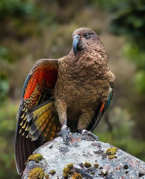 Found Only In The Mountains Of South Island New Zealand These Highly