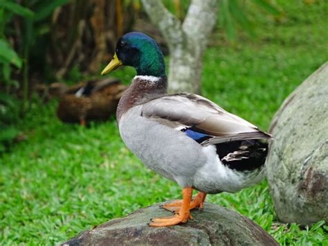 Free Images Nature Wildlife Beak Fauna Plumage Poultry Duck