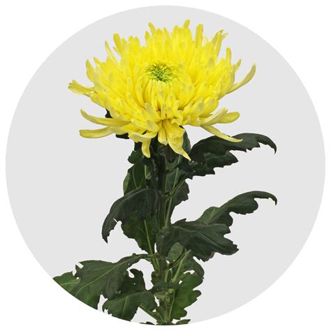 Хризантема одноголовая Магнум жёлтая (Magnum Yellow)