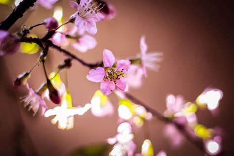 Shillong turns pink as Cherry Blossoms bloom in the city - Hello Tricity