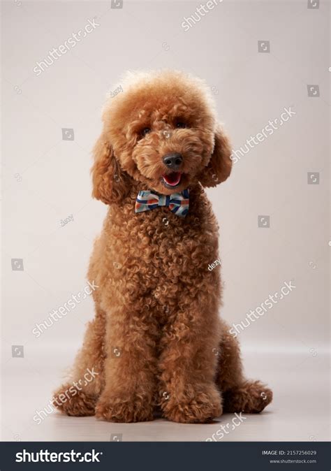 71,175 Poodle Cute Images, Stock Photos & Vectors | Shutterstock