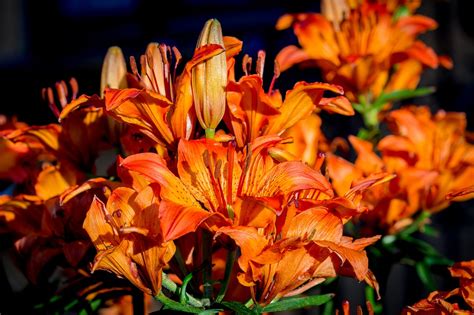 Details Imagen Cuidados Del Lilium Naranja Abzlocal Mx