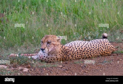 Cheetah Lying Down In The Green Grass In The African Wilderness Image