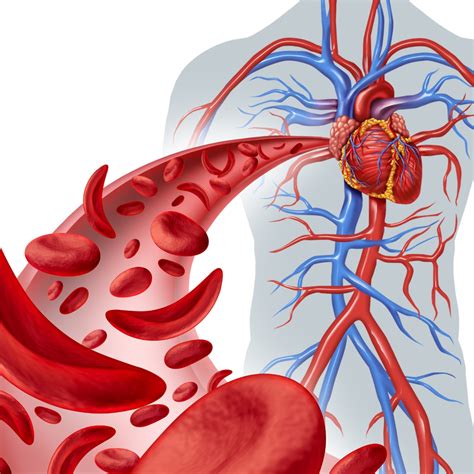 Picnogenol Um Rem Dio Natural Para Melhorar A Sua Circula O Blog