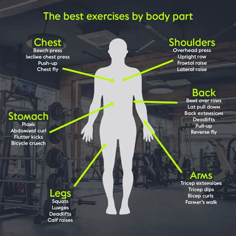 What Are The Major Muscle Groups