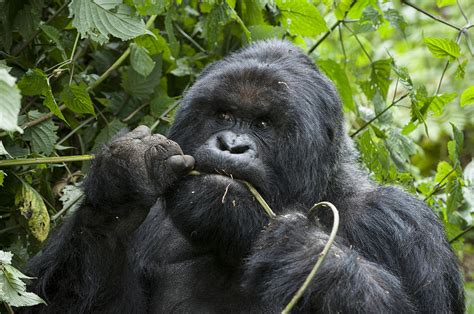 Mountain Gorilla Silverback Feeding Photograph by Suzi Eszterhas - Fine ...