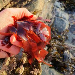 Wrack Species Supplied By Horizon Seaweed Species Guide Horizon Seaweed