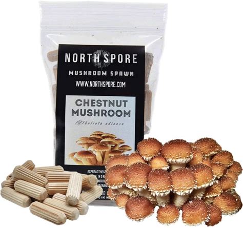 Amazon 100 Shiitake Mushroom Spawn Plugs To Grow Gourmet And