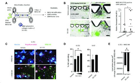 Sci 101 Increases Nk92 Mi Tumor Infiltration And Cell Killing In A 3d