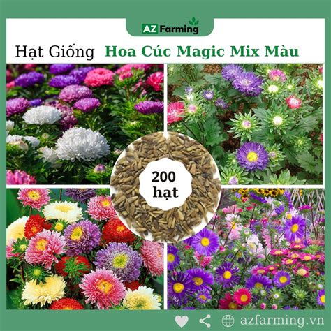 Hạt Giống Hoa Cúc Magic Mix Nhiều Màu Gói 200 Hạt Az Farming