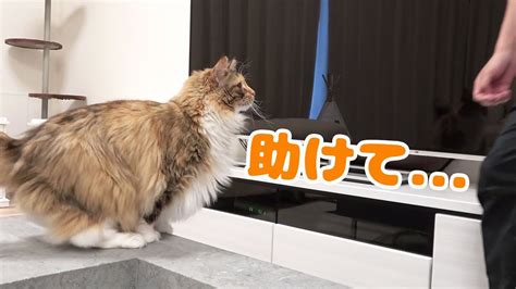 猫に威嚇されて結局、飼主を呼ぶハメに･･･ Youtube