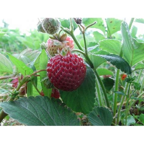 Саженцы клубники Мице Шиндлер, Беларусь. Купить рассаду клубники Мице ...